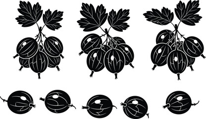 Gooseberry fruit vector illustration, black and white botanical drawing, berry clusters with leaves, detailed line art design, natural food plant symbol © Foridul