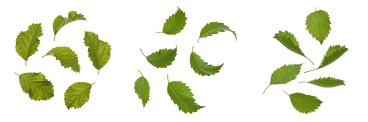 Fresh Organic Green Mint Leaves Collection Isolated on a Pure White Background © shahid