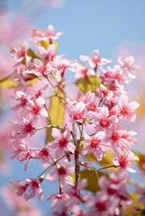 Naklejka premium Vertical Horizon Pink Pastel flower floral soft nature blossom blurred background. Vintage romance plum botanical bloom spring season. Vertical Blurry Cherry blossom petals plant in beautiful garden