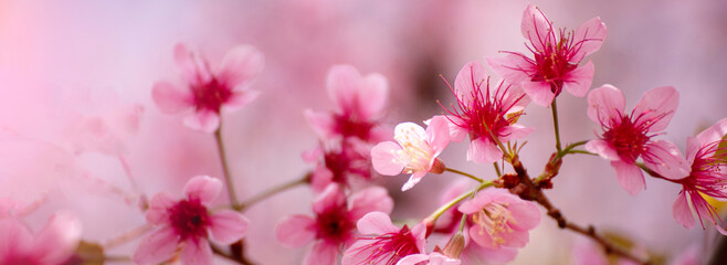 Banner Pink sweet Pastel flower floral soft nature blossom blurred background. Romance pinky plum...