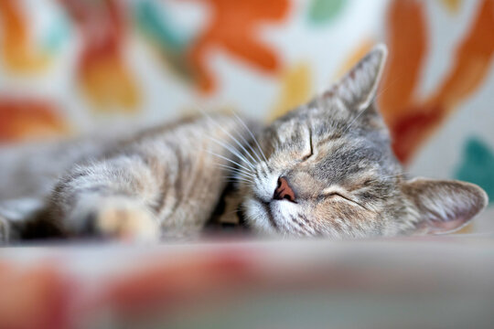 Cute cat slepping on the sofa