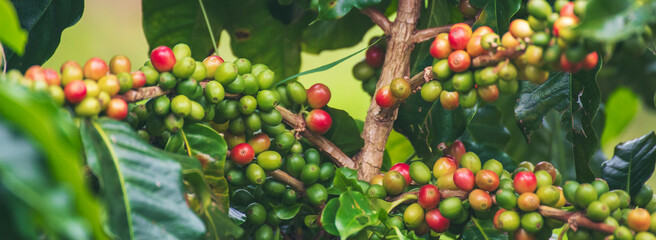 Banner ripe red coffee plant farm woman Hands harvest raw coffee beans. panoramic Ripe Red coffee...