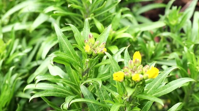 Wallflower Cloth of Gold in yellow bud in spring.