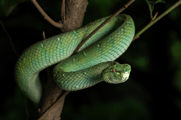 Obraz premium A Bornean Keeled Green Pit Viper (Tropidolaemus subannulatus) is a highly venomousand arboreal snake, in a rainforest in Indonesia.