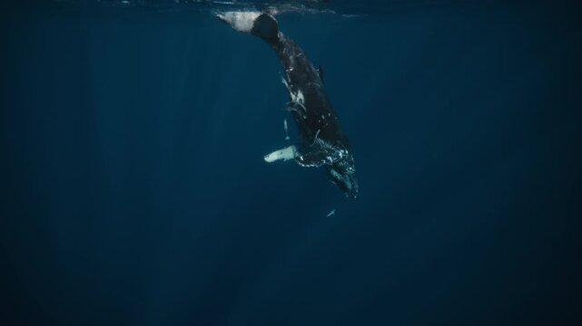 Humpback whale angled downward in clear tropical sea with remora fish around belly, slow motion