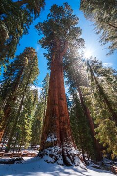 The General Sherman Tree rises above the forest floor in Sequoia National Park, California, illuminated by bright winter sunlight. Snow rests at the massive base of this iconic giant sequoia.