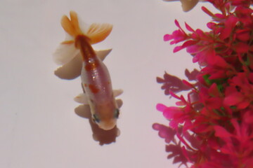 金魚と赤い花
