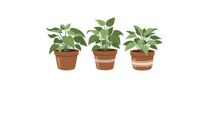 Fototapeta premium Set of three different green indoor house plants growing in brown clay pots with decorative patterns for home gardening and interior decoration.