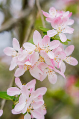 Obraz premium Pink crabapple flowers blooming in springtime