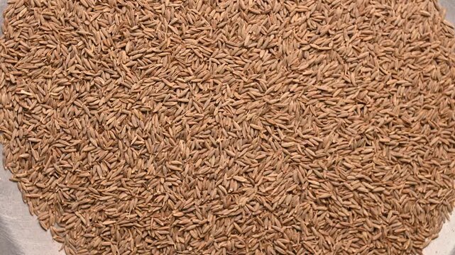 Top View of Cumin Seeds (Jeera) &ndash; Texture and Culinary Footage