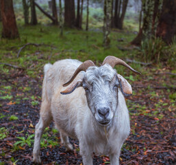 Fototapeta premium White Goat Standing on Forest Floor in Natural Woodland Environment