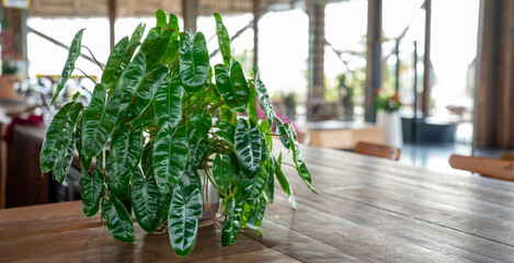 Green Philodendron Burle Marx plant in a pot on a long wooden table in a cafe. Tropical indoor houseplant for home and restaurant decoration, eco-friendly interior design and nature concept. © Yellow Boat