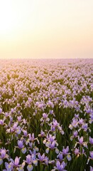 Fototapeta premium A vibrant panorama showcasing thousands of delicate purple and yellow iris flowers blooming across a peaceful meadow under the warm daylight, botany, Iris, meadow