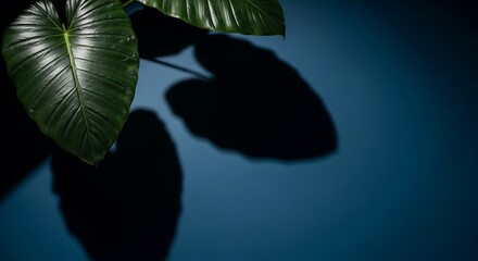 Close-up of a large green leaf with shadows on a blue background.