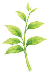 Fototapeta premium Pak Wan Baan Thai Wild Vegetable Watercolor Illustration Isolated on Transparent Background