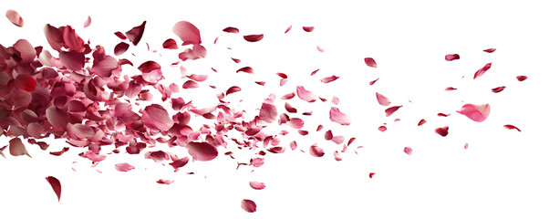 Floating pink blossom petals in dynamic flow, isolated on transparent cutout background