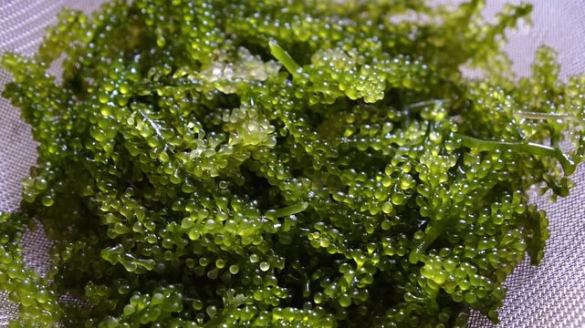 Zoom Out View of Fresh Sea Grape Seaweed (Caulerpa Lentillifera)