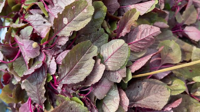 Fresh organic red amaranth leaves background, healthy purple leafy vegetable for nutritious salad, microgreens and plant based diet.