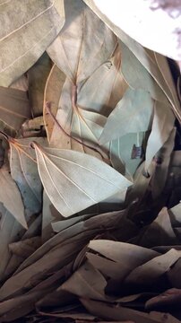 Pile of dried bay leaves or তেজপাতা (Tejpatta) used as aromatic spice in traditional cooking