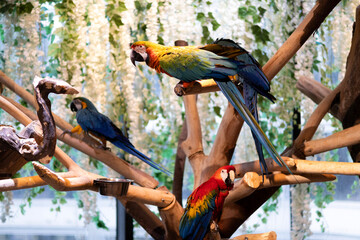 Vibrant macaw parrots sitting on natural wooden branches inside a tropical aviary. Exotic birds with bright feathers in a lush indoor jungle environment. Wildlife, nature, and conservation concept © Yulia