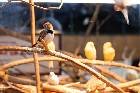 Zebra finch sitting on a tree branch in warm sunlight. Small exotic bird in an aviary environment with soft bokeh background. Nature, wildlife, and birdwatching concept