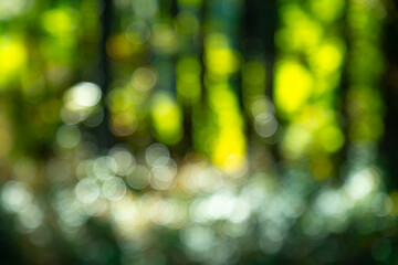 Forest background. Blur nature background. Greenery background. Green environment. Blurry green leaves in forest. Nature pattern with leaves. Blurred background of greenery.