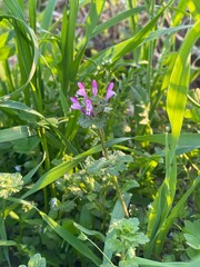 Fototapeta premium the green plant of Lamium amplexicaule or the Henbit deadnettle