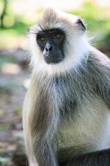 Fototapeta premium Portrait of a Gray Langur in the Sun