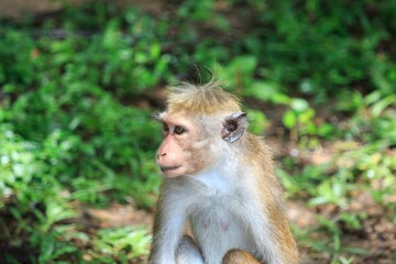 Obraz premium Close-up Portrait of a Toque Macaque with a Red Face