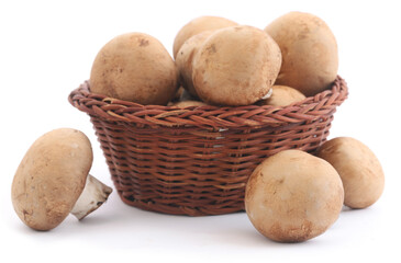 Brown button mushroom