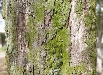 Fototapeta premium Close-up texture of green moss growing on a tree trunk