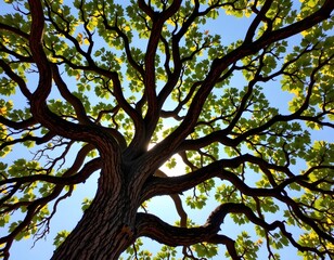 Fototapeta premium Ancient Tree Under Bright Blue