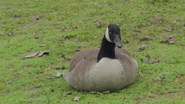 Canada goose resting in green grass