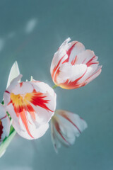 花瓶のチューリップ　ハッピーゼネレーション