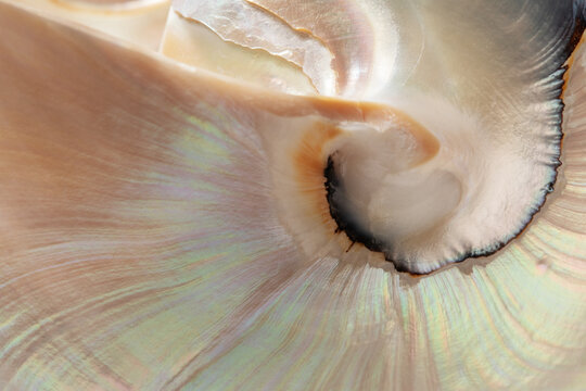 Macro texture exotic seashell as abstract pearl background for product presentation card. Summer aesthetic backdrop. Selective focus.