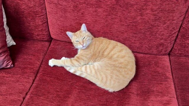A ginger cat asleep on a red sofa, wakes up and is very grumpy.