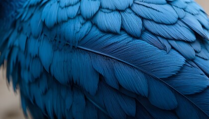 Obraz premium A Blue Pigeon Feather Macro Background with Soft Texture and Fine Detail