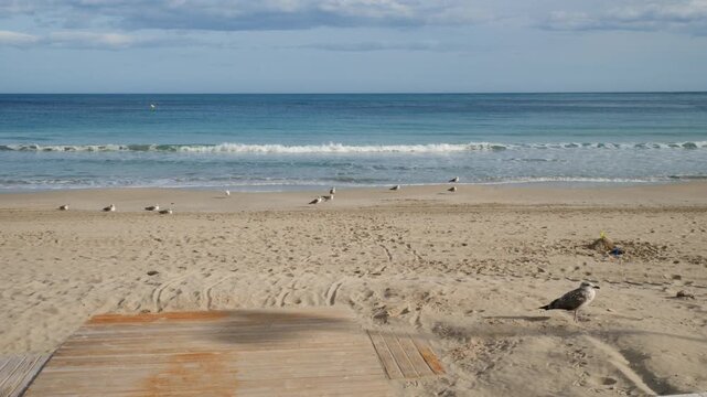 Bored seagulls at the end of a walkway leading to the beach
