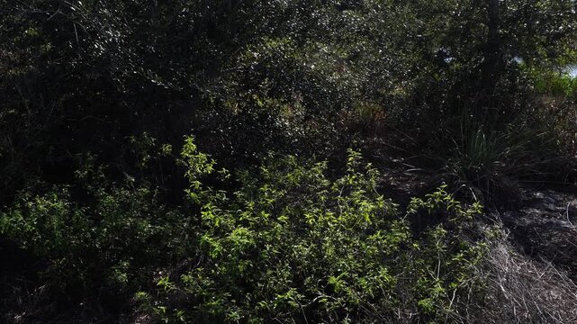 An ocean of greenery with magnificent foliage swaying in the wind, giving it an incredible dimension. It is truly an amalgam of small plants from all species.