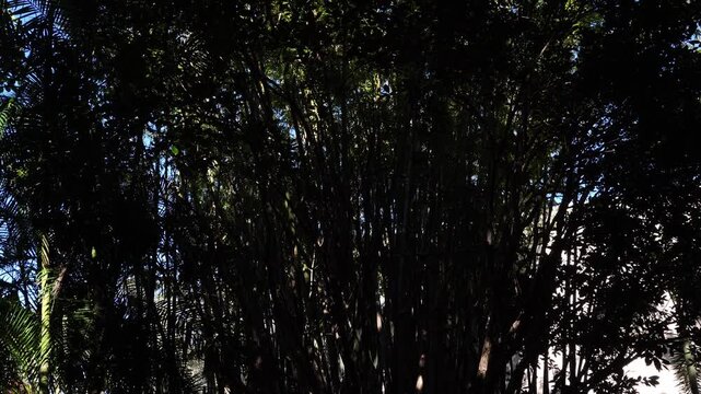 An incredible quantity of stems all moving in a symmetrical fashion. It offers a magnificent view of foliage with clearings of light.