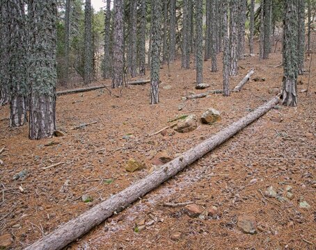 Natural fallen tree log resting on the forest floor in the Troodos mountain region of Cyprus. Peaceful woodland environment with pine trees and rugged terrain in a Mediterranean landscape.