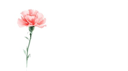 Obraz premium 柔らかな水彩画風の一輪のカーネーション 背景素材