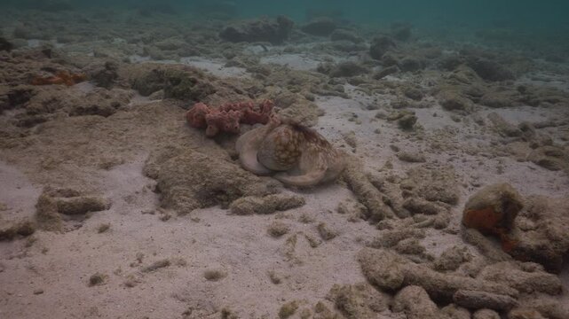 Camera follows a large light coloured octopus as it moves across a sandy shallow bottom. The octopus is making itself appear large and intimidating as it moves away from the camera.