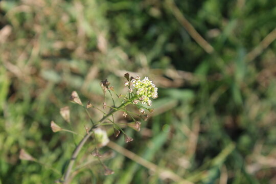 thlaspi bursa or Shepherd's Purse white flowers