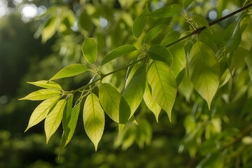 Fototapeta premium Sunlit leaves of a tree branch with delicate droplets of water clinging to them