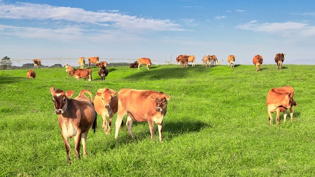 New Zealand Jersey Heifers Herd Lush Green Pasture