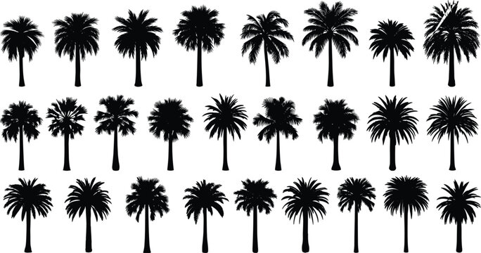 Set of black palm tree silhouettes with various tropical leaf shapes and exotic coconut plants isolated on white background vector (exactly 20 words)