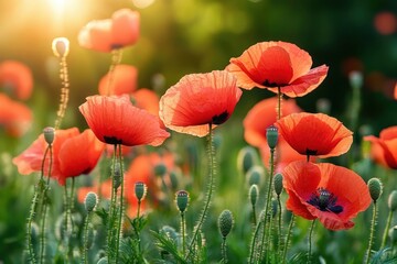 Fototapeta premium sunlit red poppies and unopened seed pods in a green meadow, delicate petals glowing in a warm serene sunrise