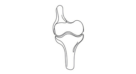 Fototapeta premium Knee Joint Anatomy Outline Drawing, Medical Illustration