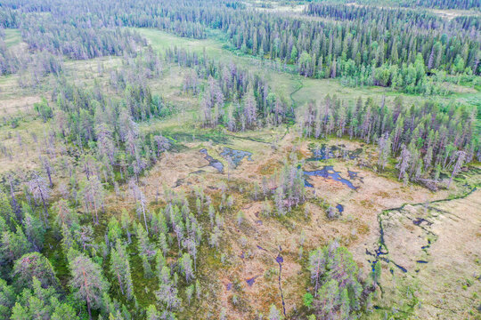 An aerial of wetland and a spruce forest in Riisitunturi National Park, Northern Finland